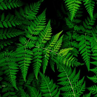 Green ferns TN